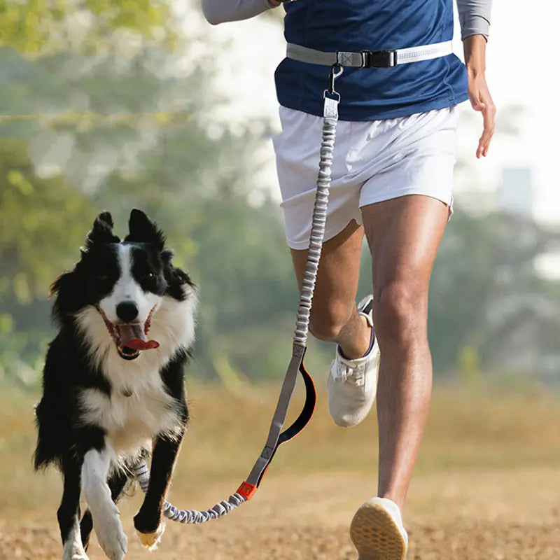 Hands Free Pet Leash - Running Leash - Outdoor Hiking Leash